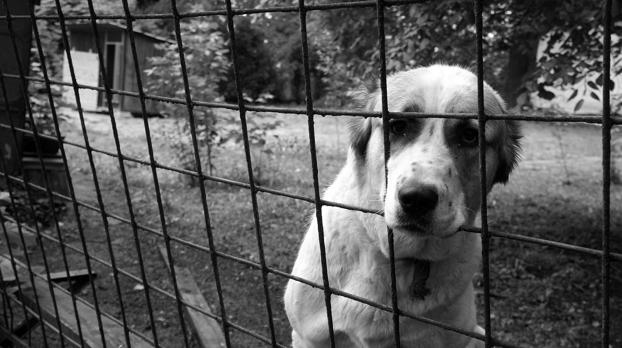 dog, cage, animal-3644435.jpg