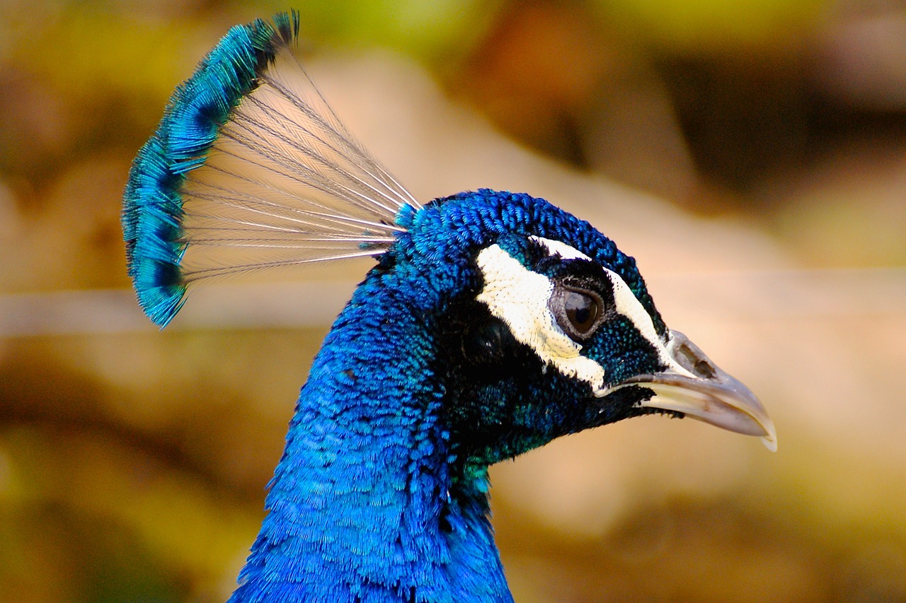 peacock, bird, feathers-1333839.jpg